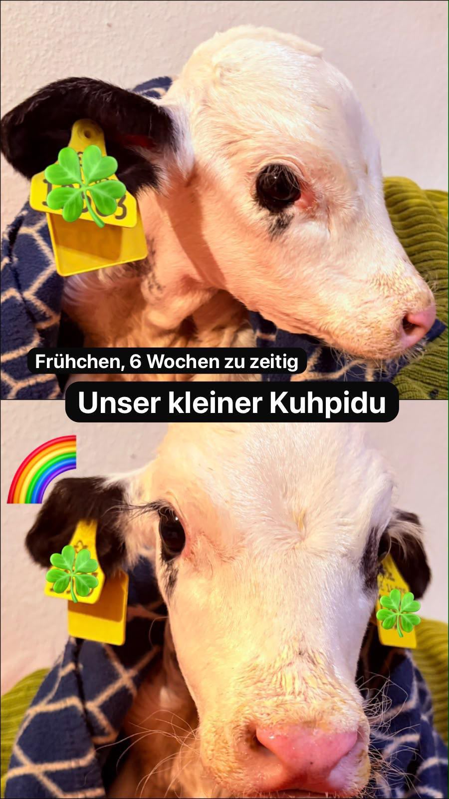 Kuhpidu: 19.06.2026 - 03.07.2026